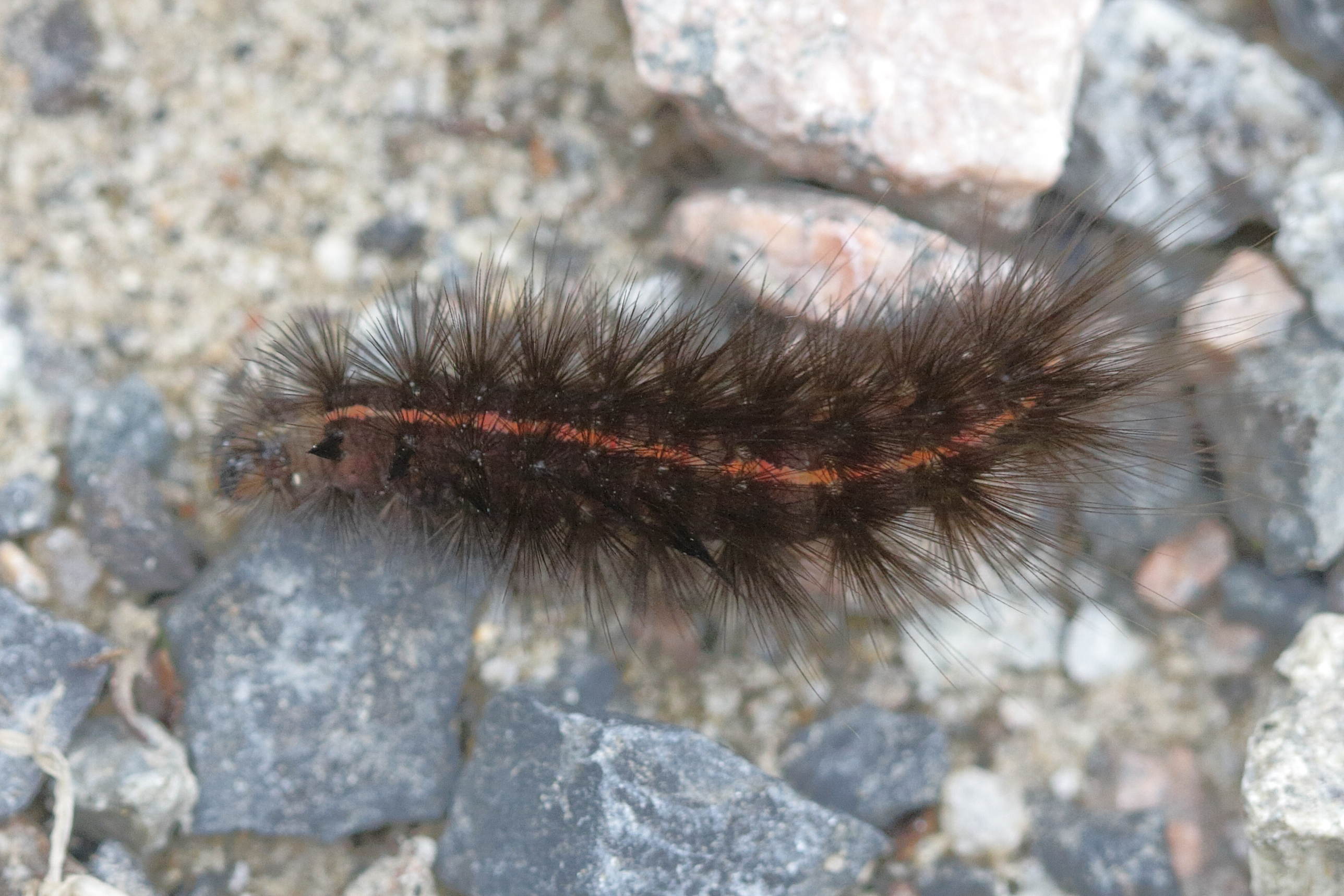 spilosoma_lubricipeda_ch4bd