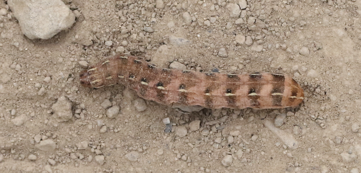 Afficher le média agrochola_circellaris_ch1md agrochola_circellaris_ch1md