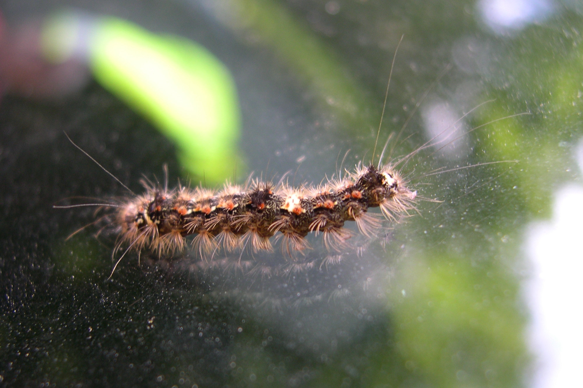 eilema_sororcula_ch1