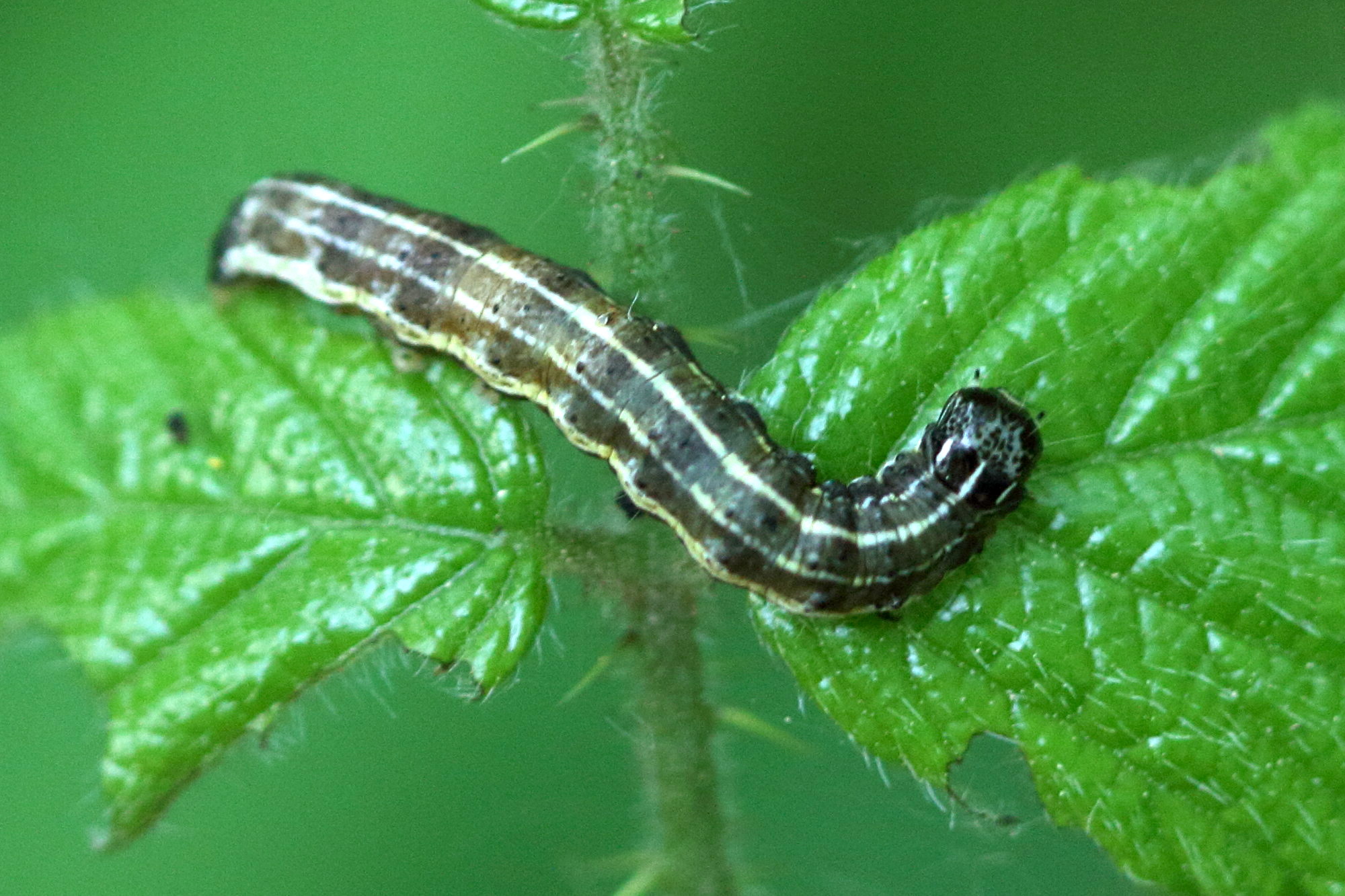 orthosia_cruda_ch3bd