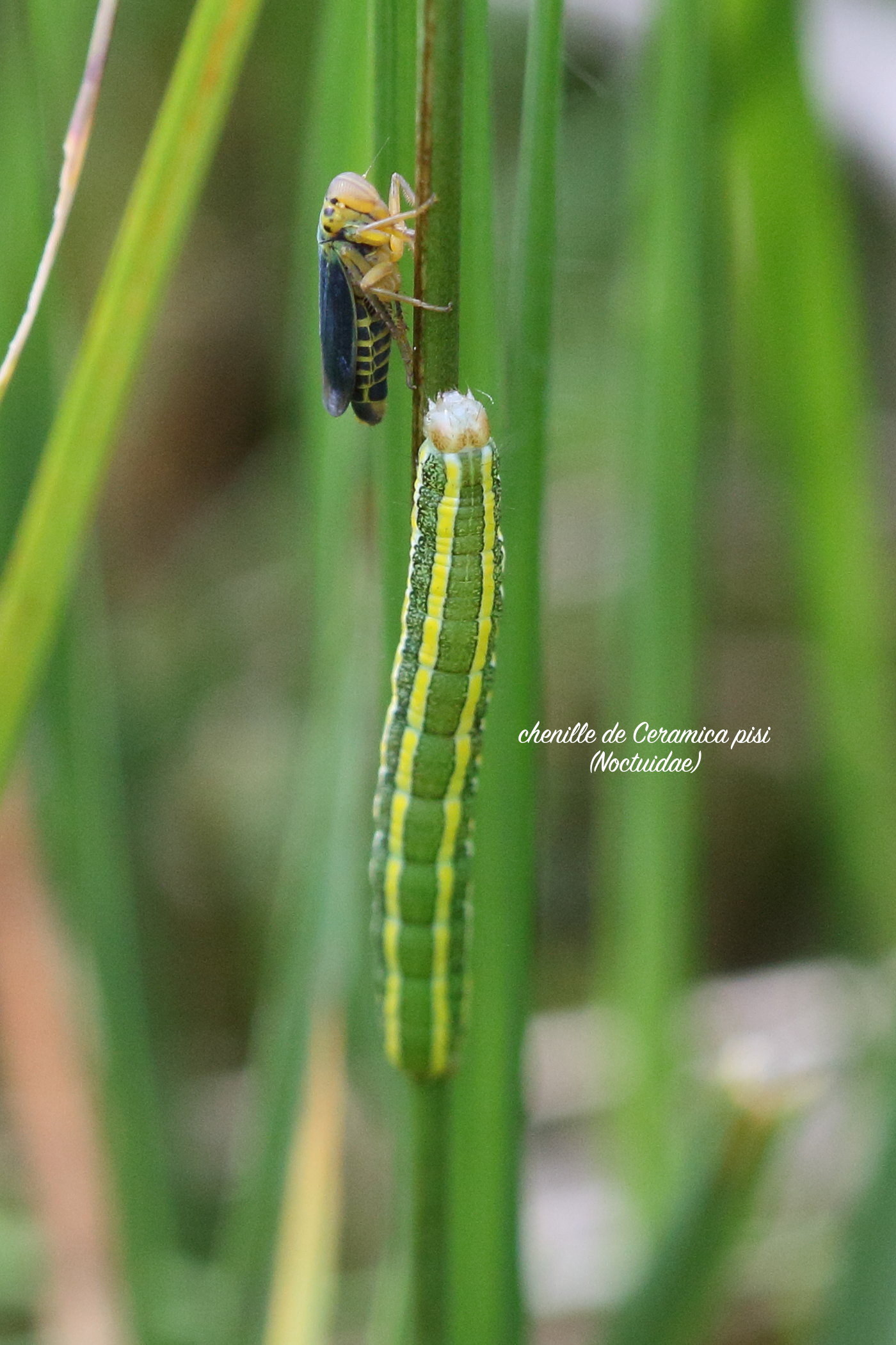 cicadella_viridis5bd
