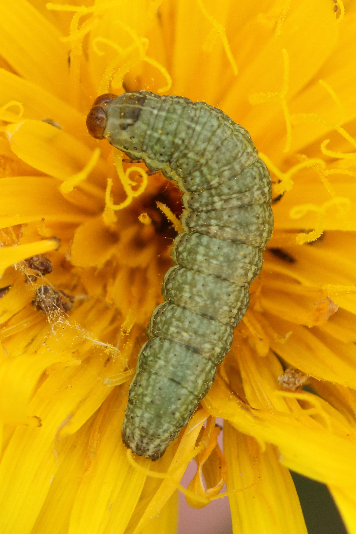 hecatera_bicolorata_ch2bd