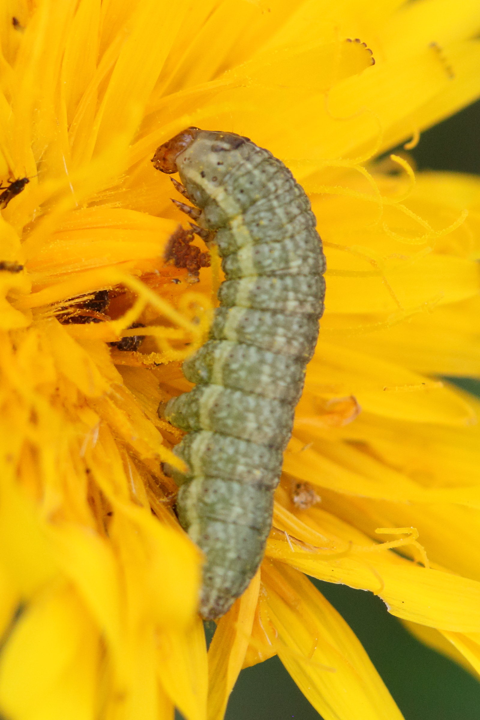 hecatera_bicolorata_ch3bd