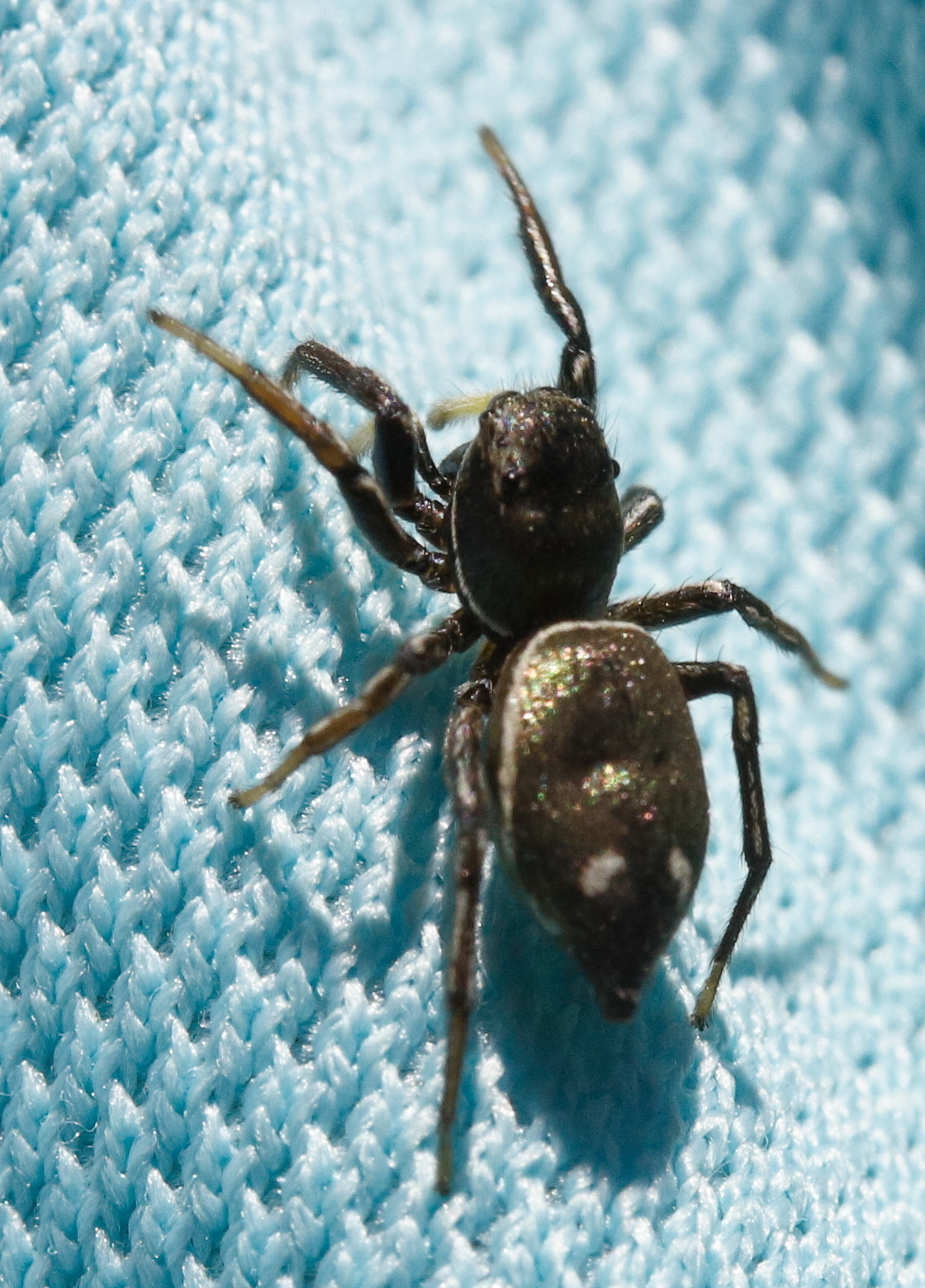 Afficher le média heliophanus_aeneus2md heliophanus_aeneus2md