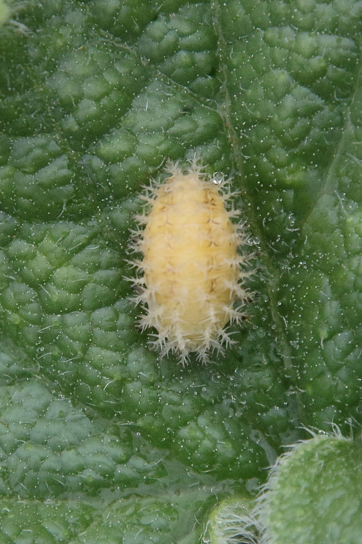 henosepilachna_elaterii3bd