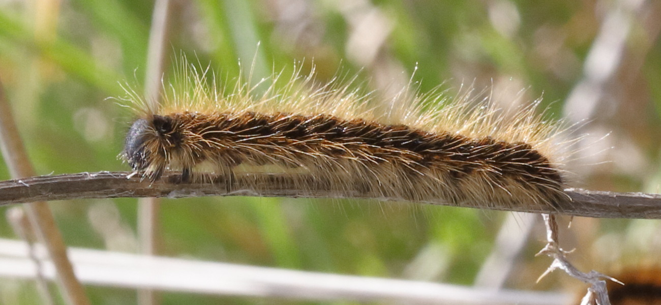 Afficher le média malacosoma_castrense_ch2md malacosoma_castrense_ch2md