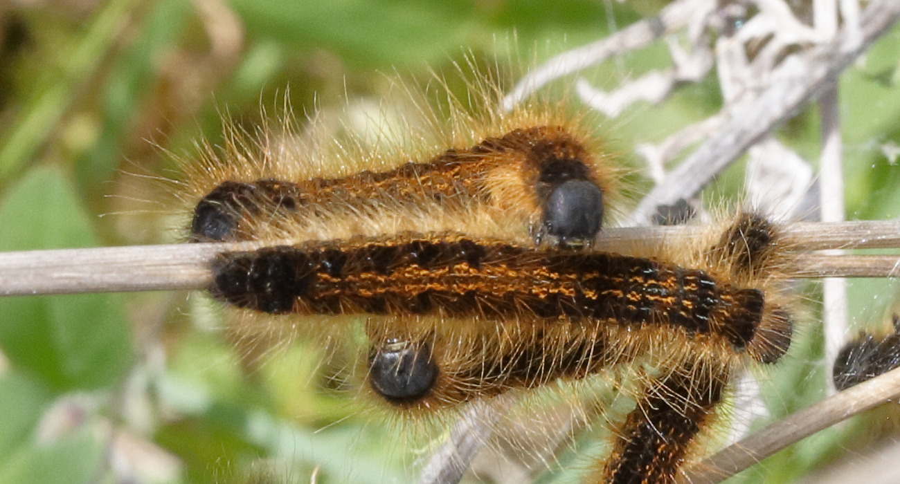 Afficher le média malacosoma_castrense_ch3md malacosoma_castrense_ch3md