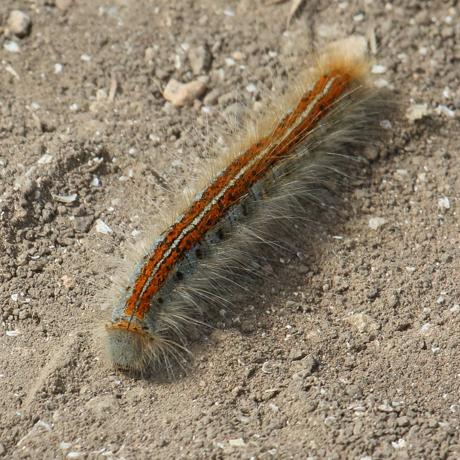 Afficher le média malacosoma_castrense_ch4bd malacosoma_castrense_ch4bd