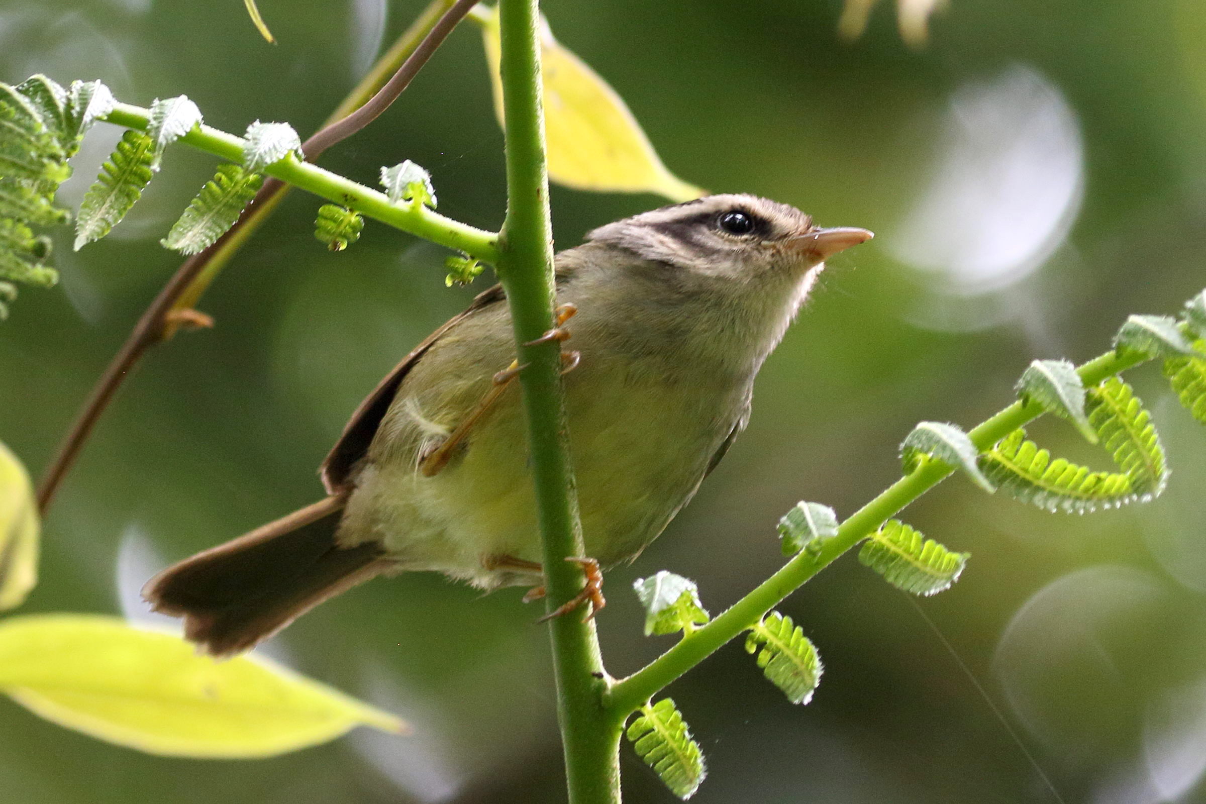 paruline_du_costa_rica_-_basileuterus_melanotis1bd