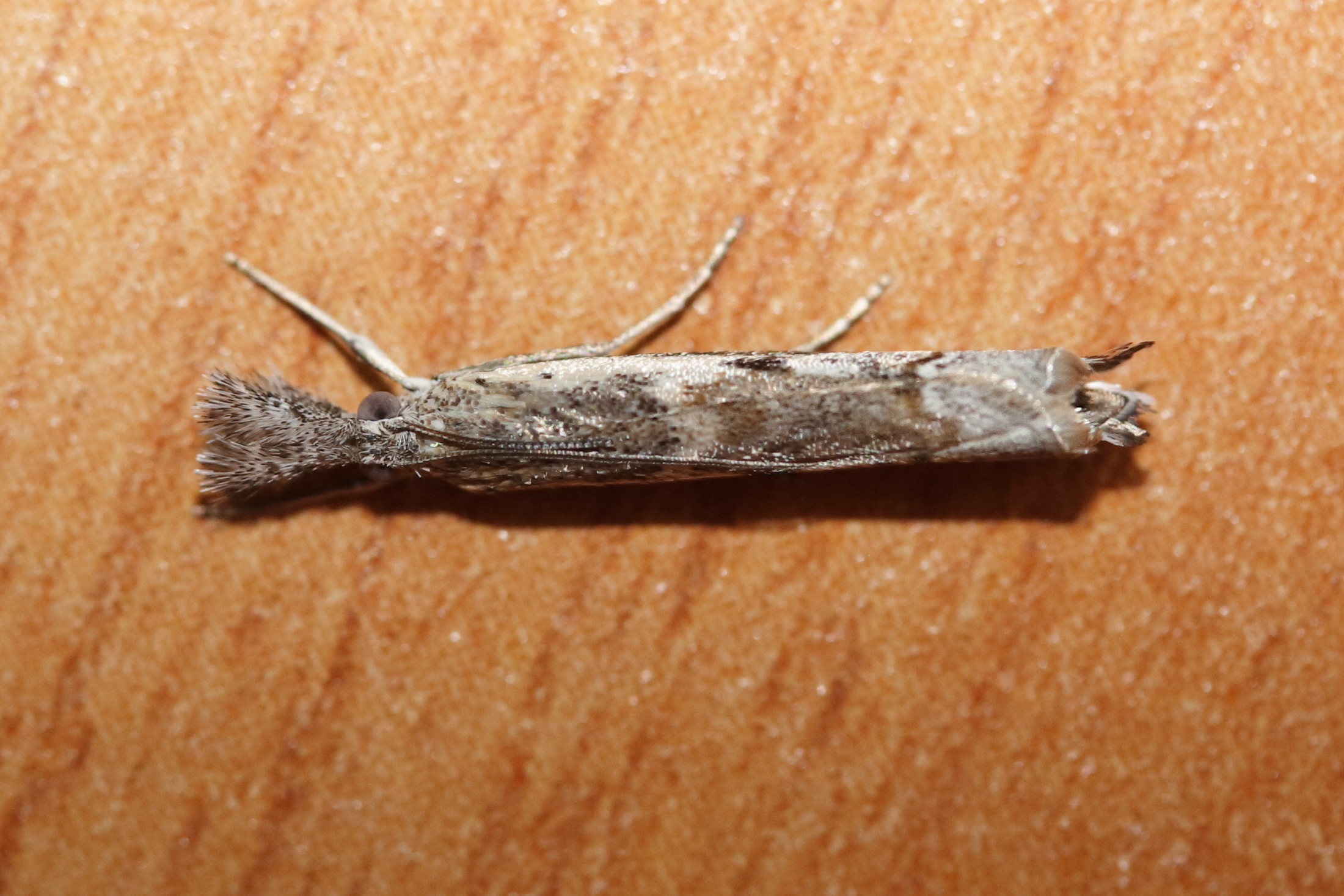 platytes_alpinella1md