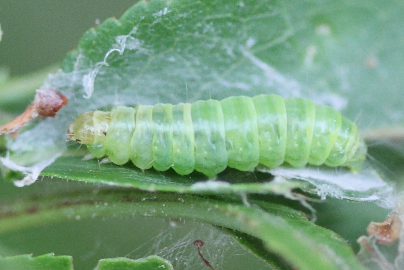 anania_hortulata_ch1md