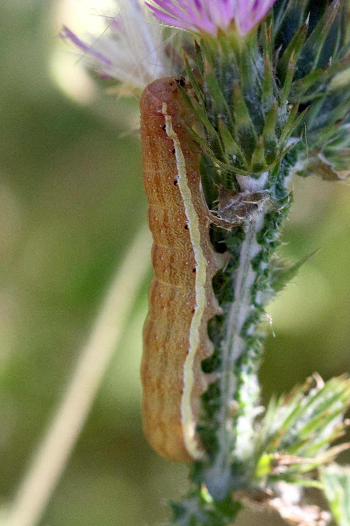 ochropleura_plecta_ch1md