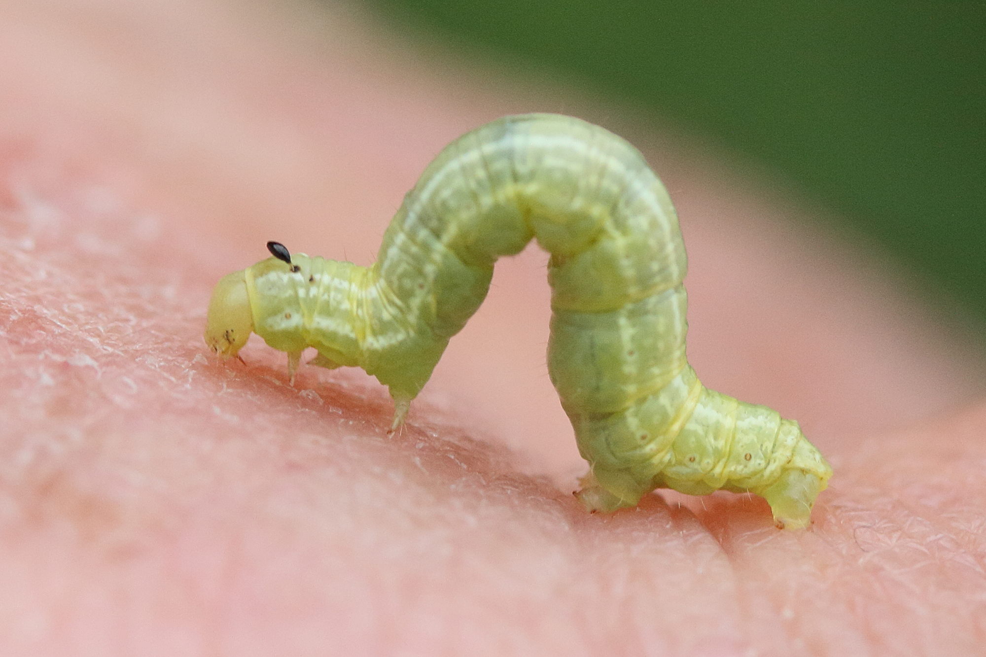 operophtera_brumata_ch2md