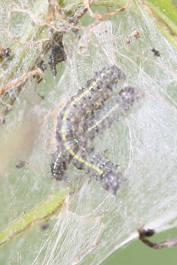 orthosia_miniosa_ch1md