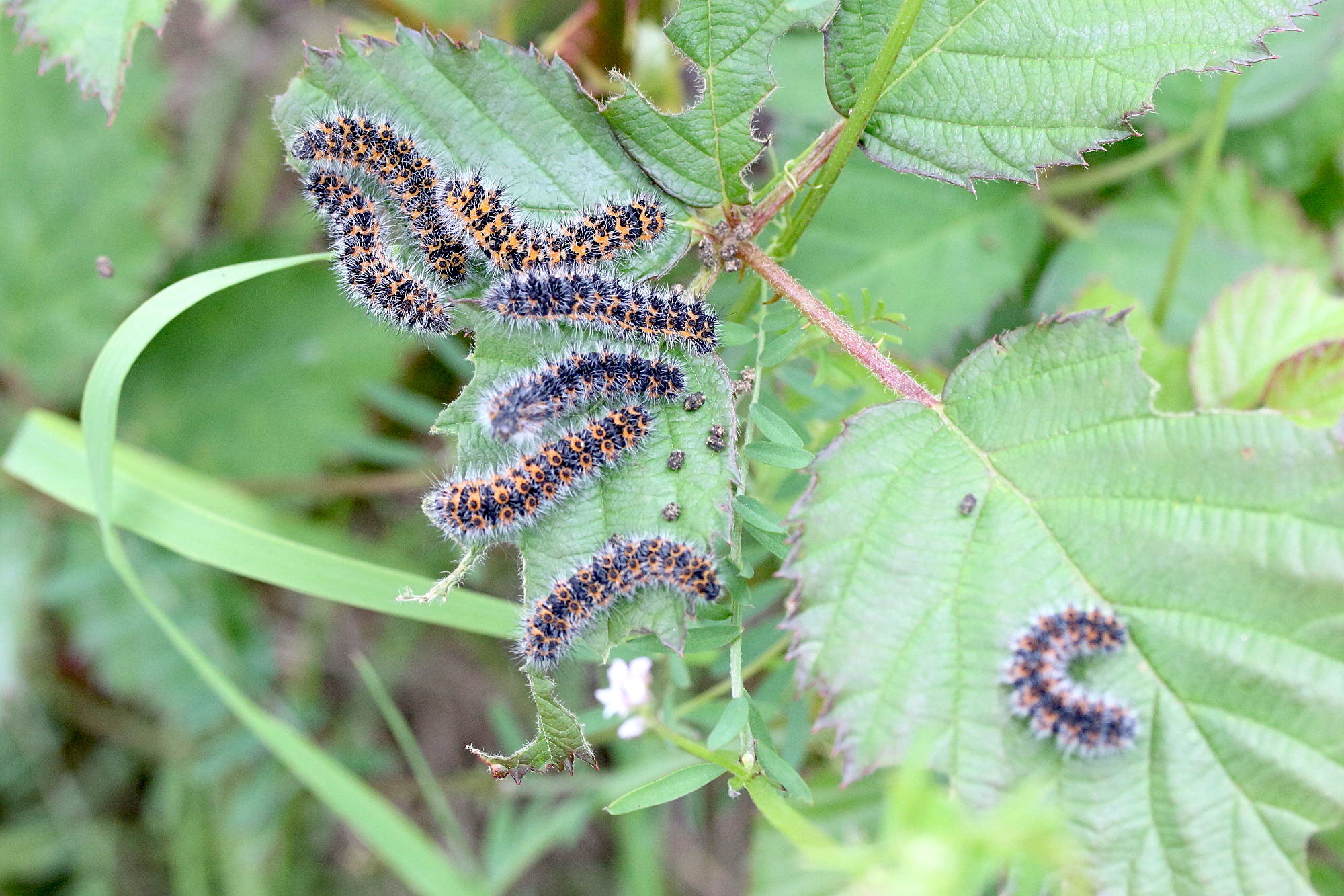 saturnia_pavonia_ch10md