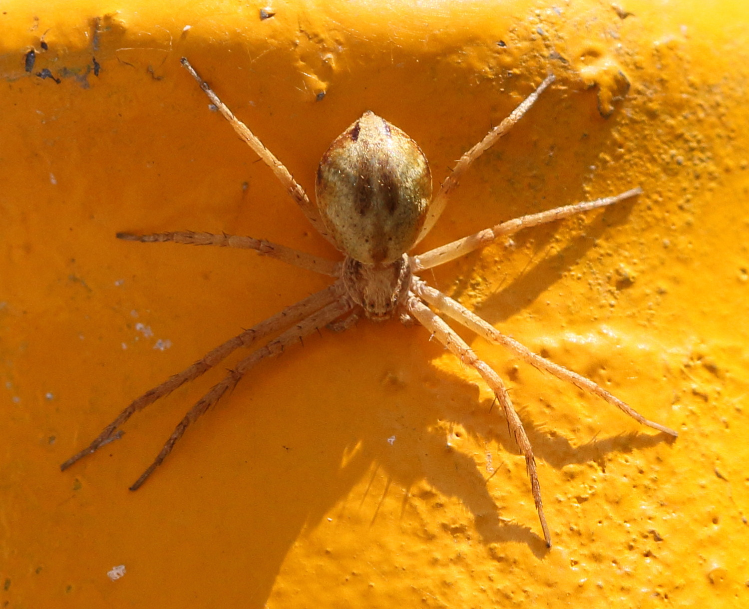 philodromus_cespitum1bd