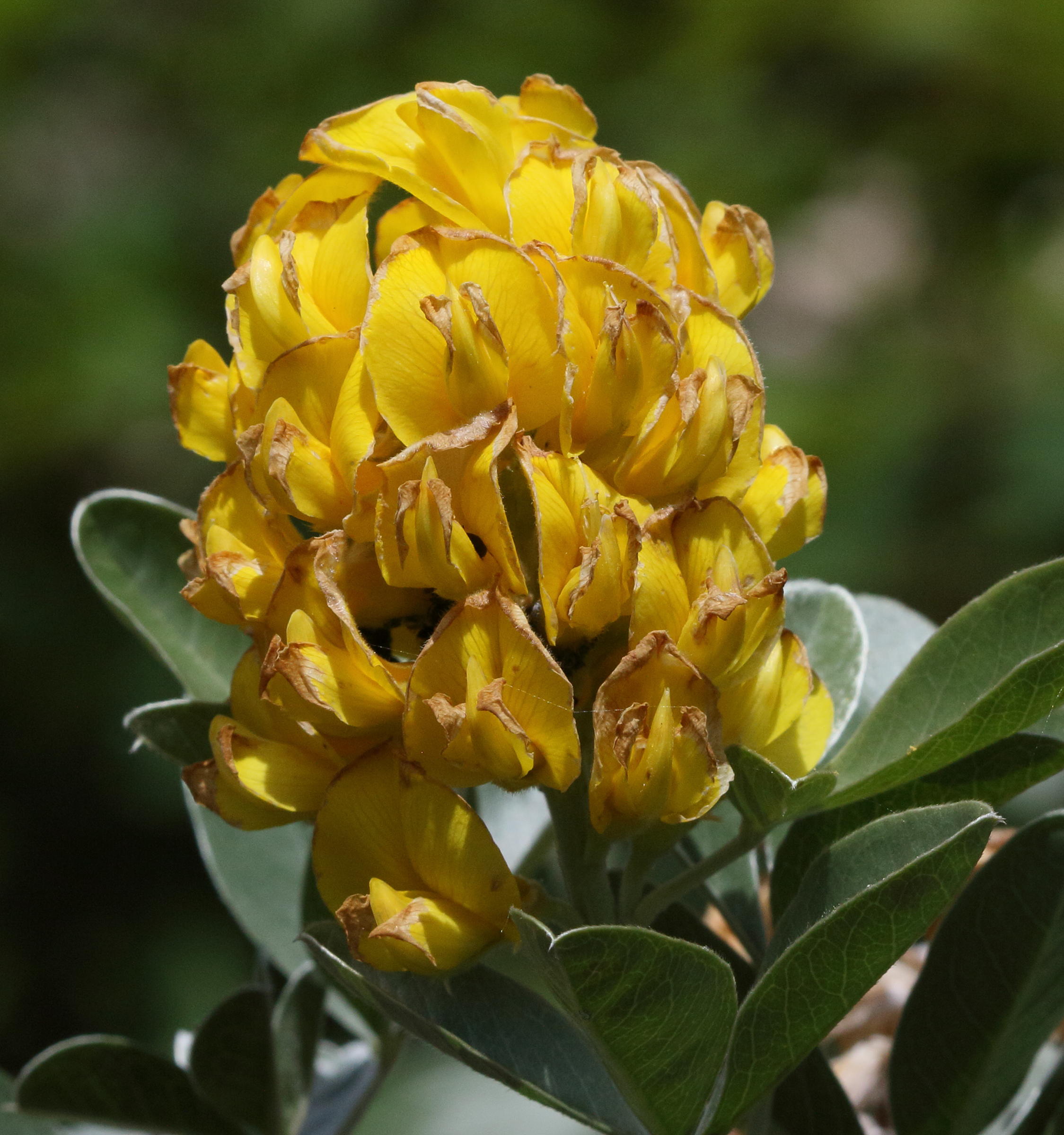 argyrocytisus_battandieri1bd