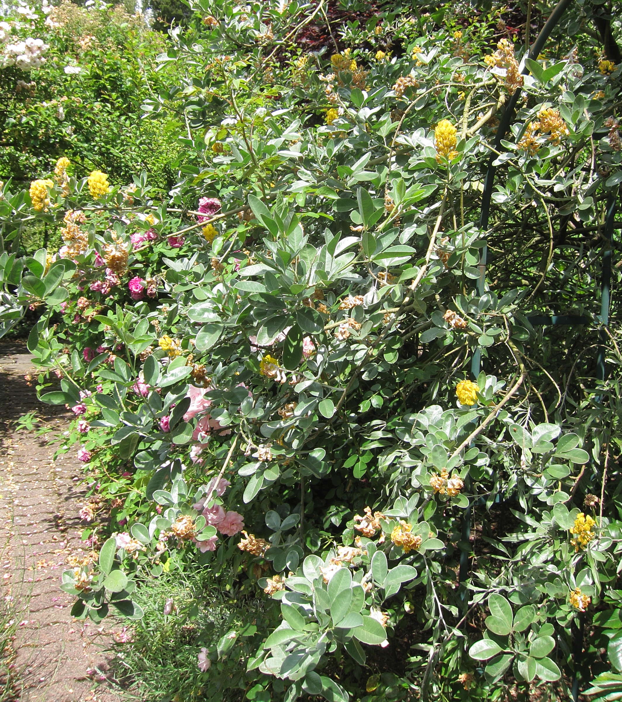 argyrocytisus_battandieri2bd