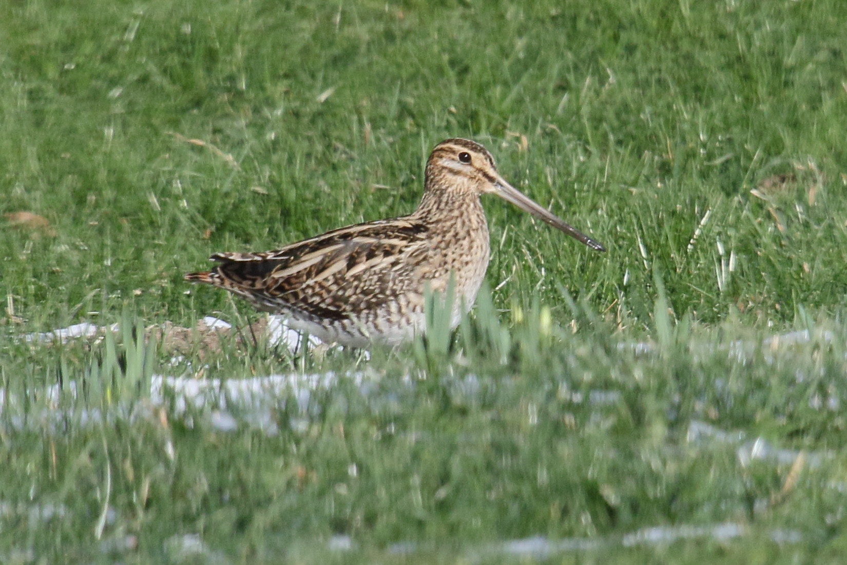 Afficher le média becassine_des_marais_-_gallinago_gallinago8md becassine_des_marais_-_gallinago_gallinago8md