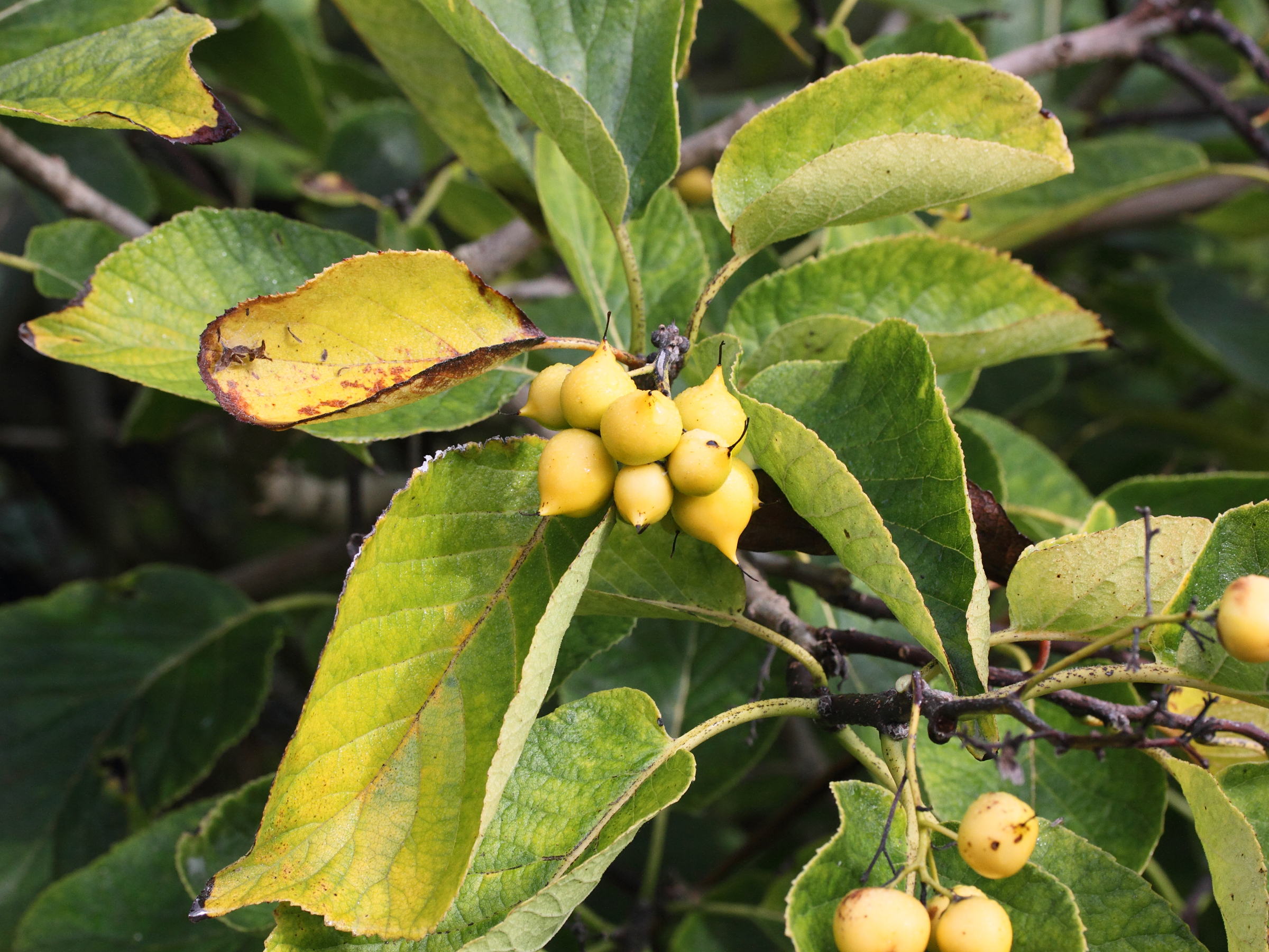 ehretia_dicksonii4md