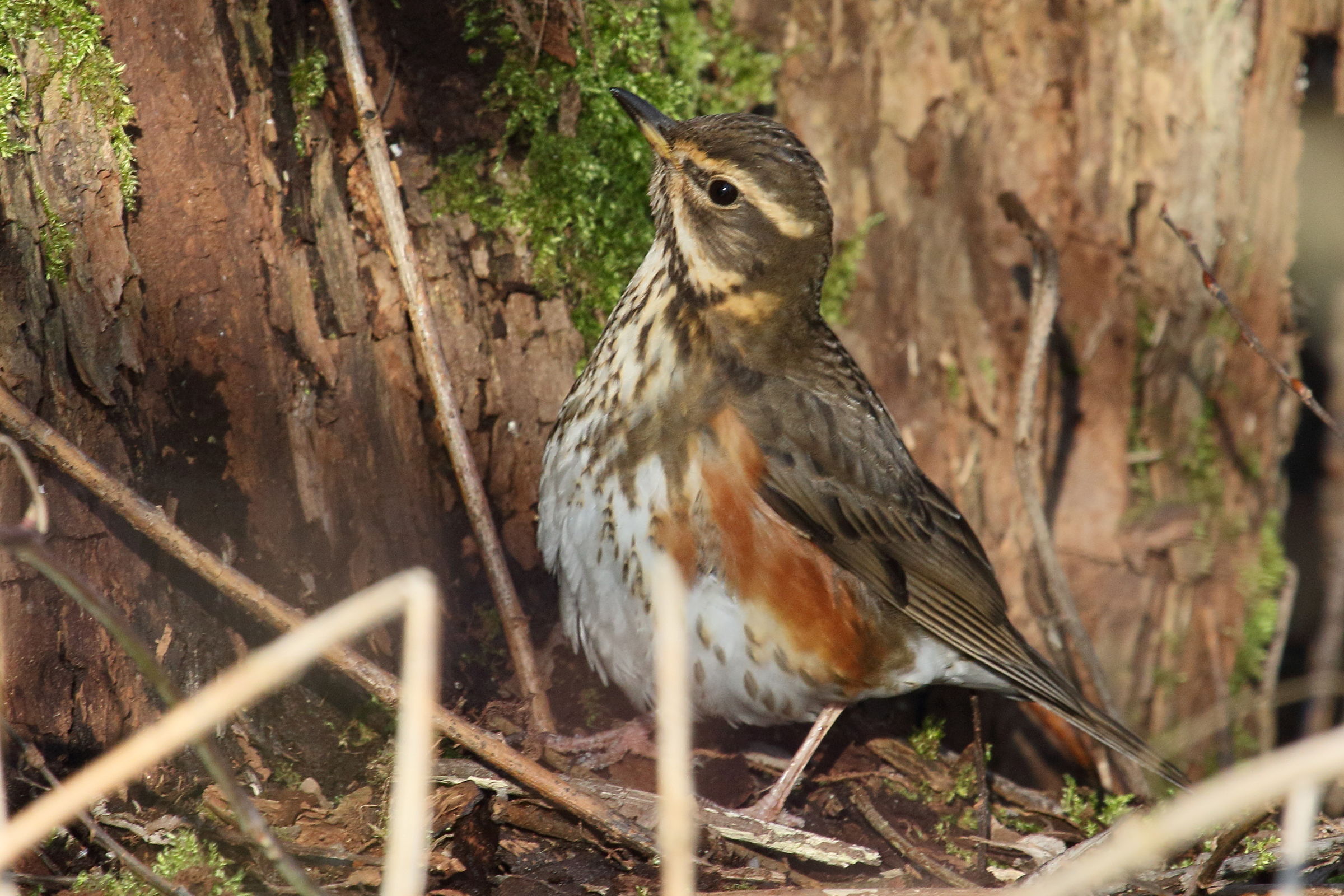 grive_mauvis_-_turdus_illiacus5md