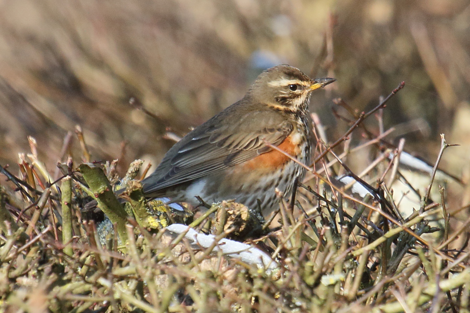 grive_mauvis_-_turdus_illiacus6md