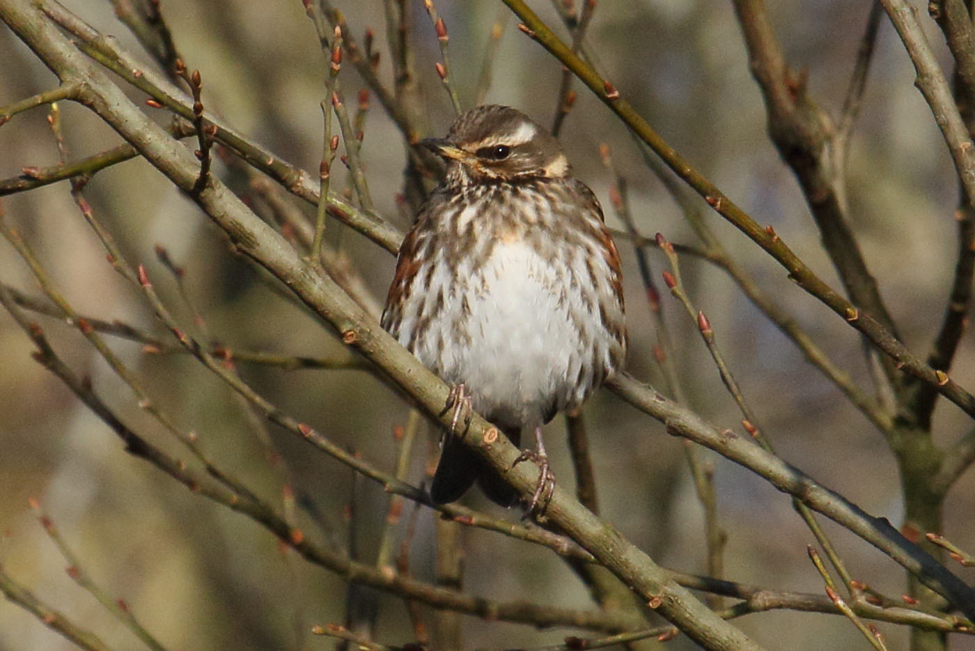 grive_mauvis_-_turdus_illiacus7md