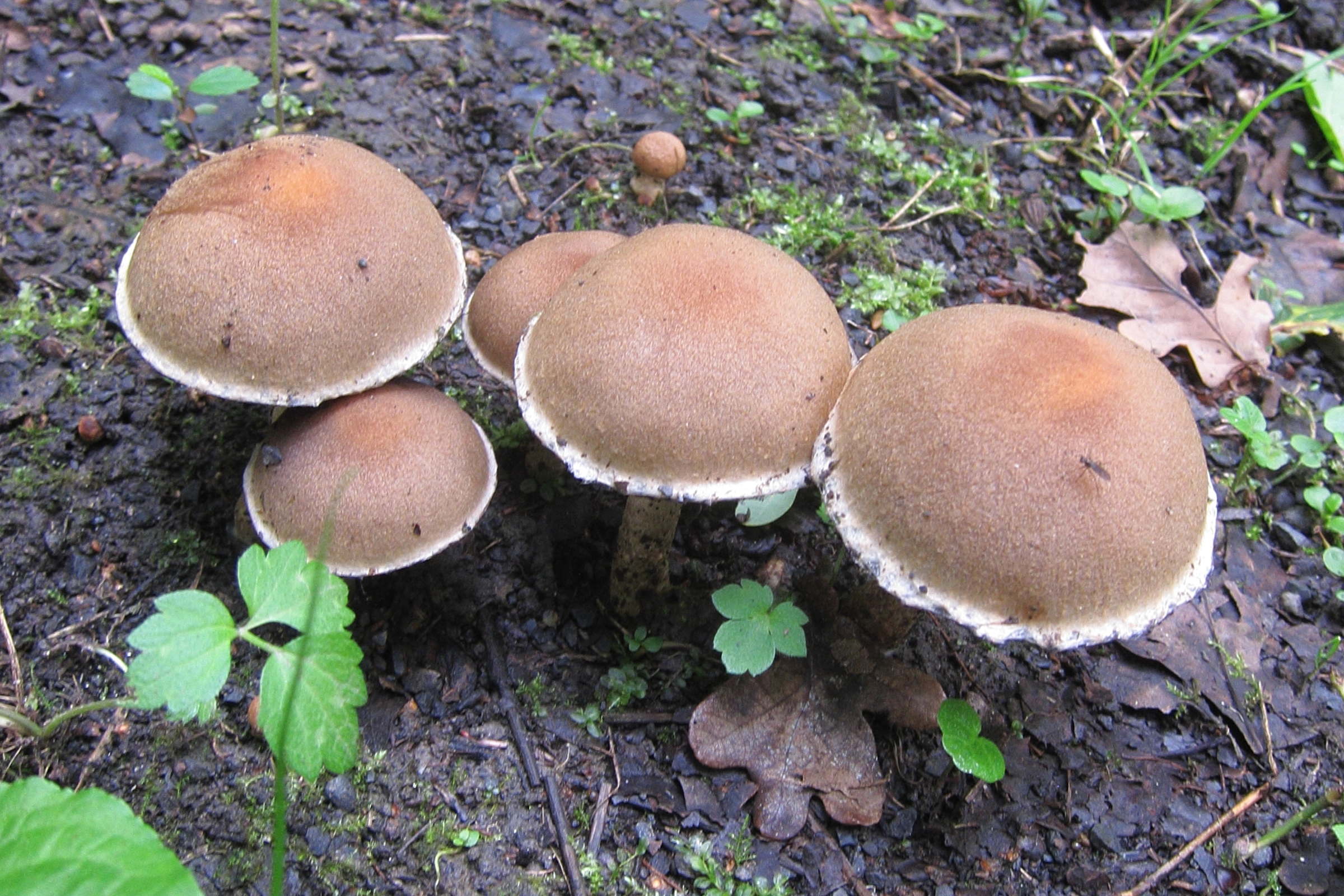 Afficher le média lacrymaria_lacrymabunda1bd lacrymaria_lacrymabunda1bd