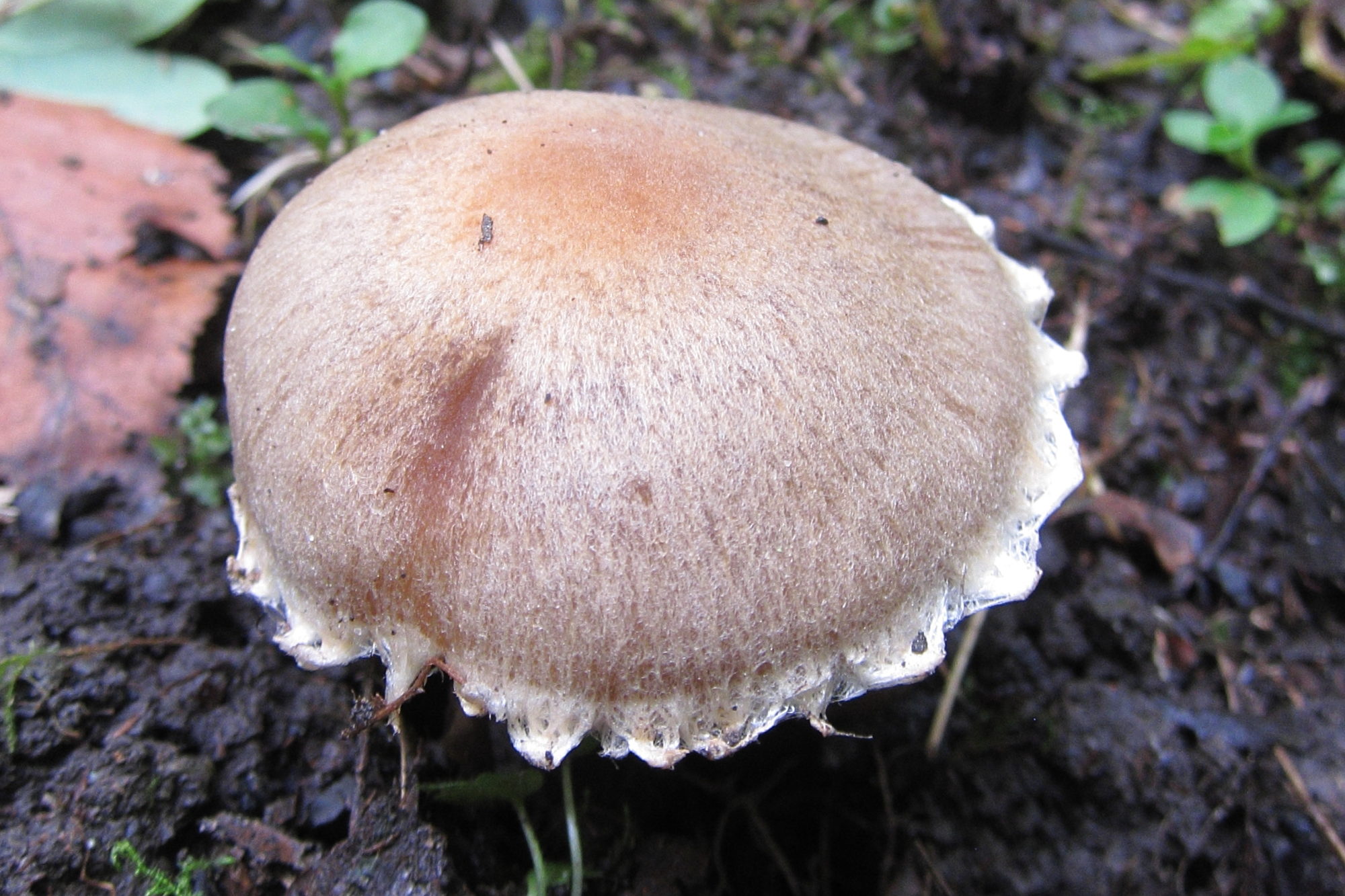 Afficher le média lacrymaria_lacrymabunda2bd lacrymaria_lacrymabunda2bd