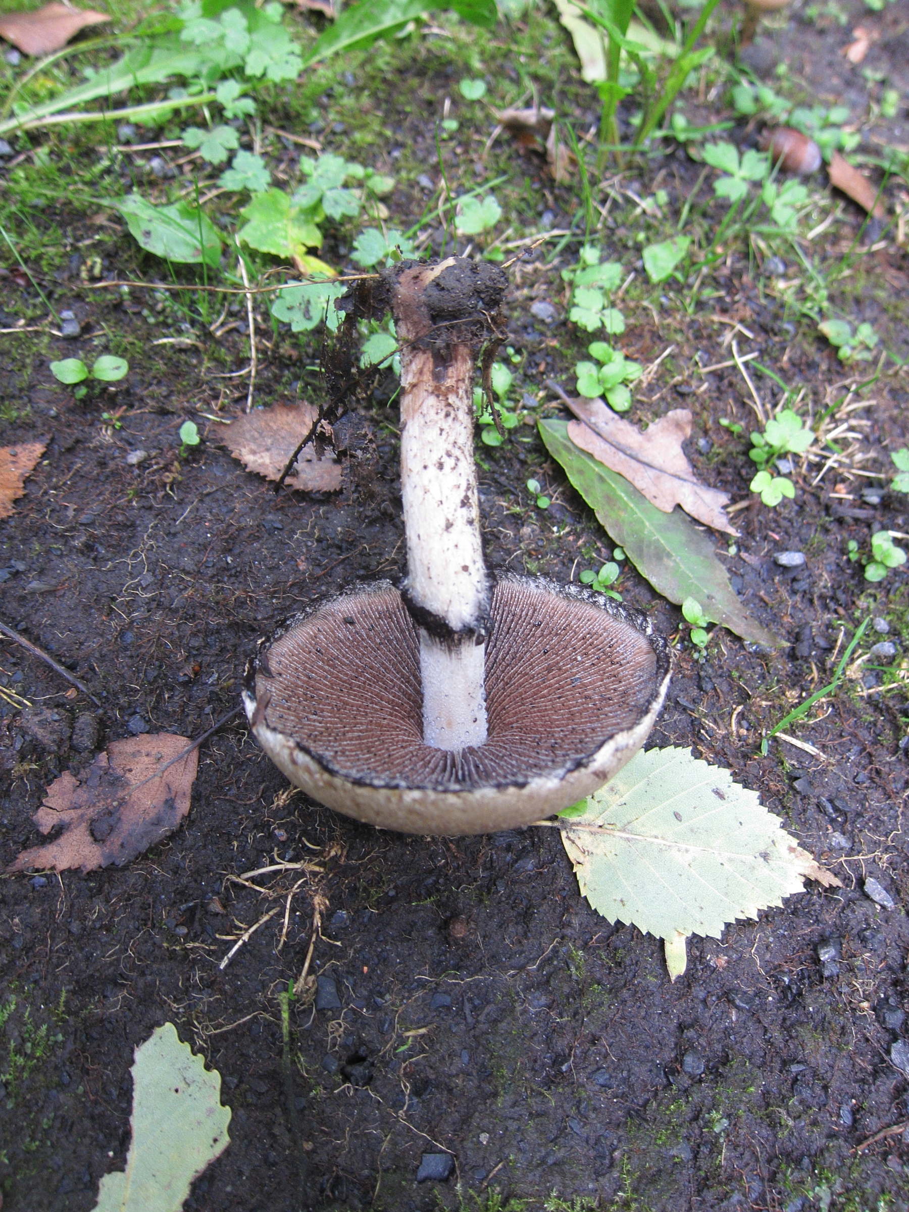 Afficher le média lacrymaria_lacrymabunda3bd lacrymaria_lacrymabunda3bd