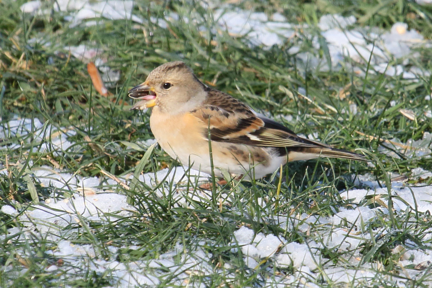 pinson_du_nord_-_fringilla_montifringilla6md