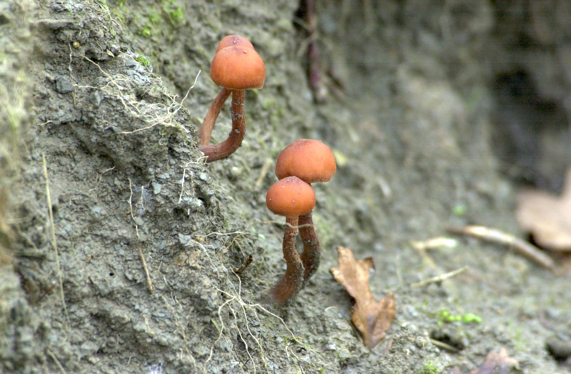 Afficher le média laccaria_proxima1md laccaria_proxima1md