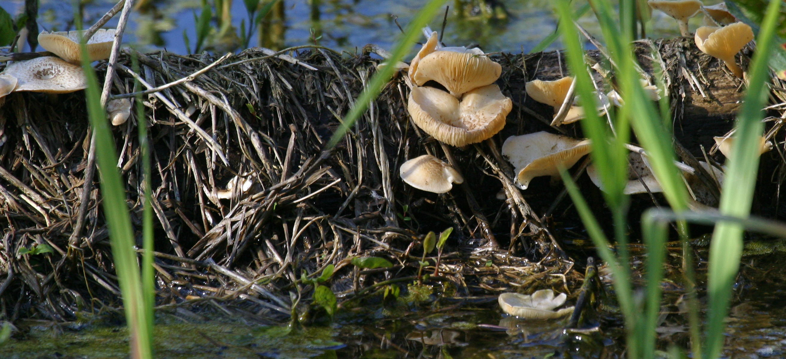 lentinus_tigrinus6bd