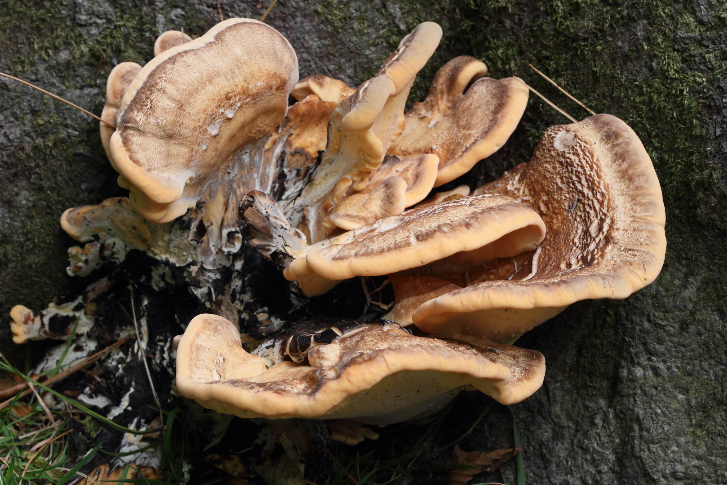 meripilus_giganteus4md