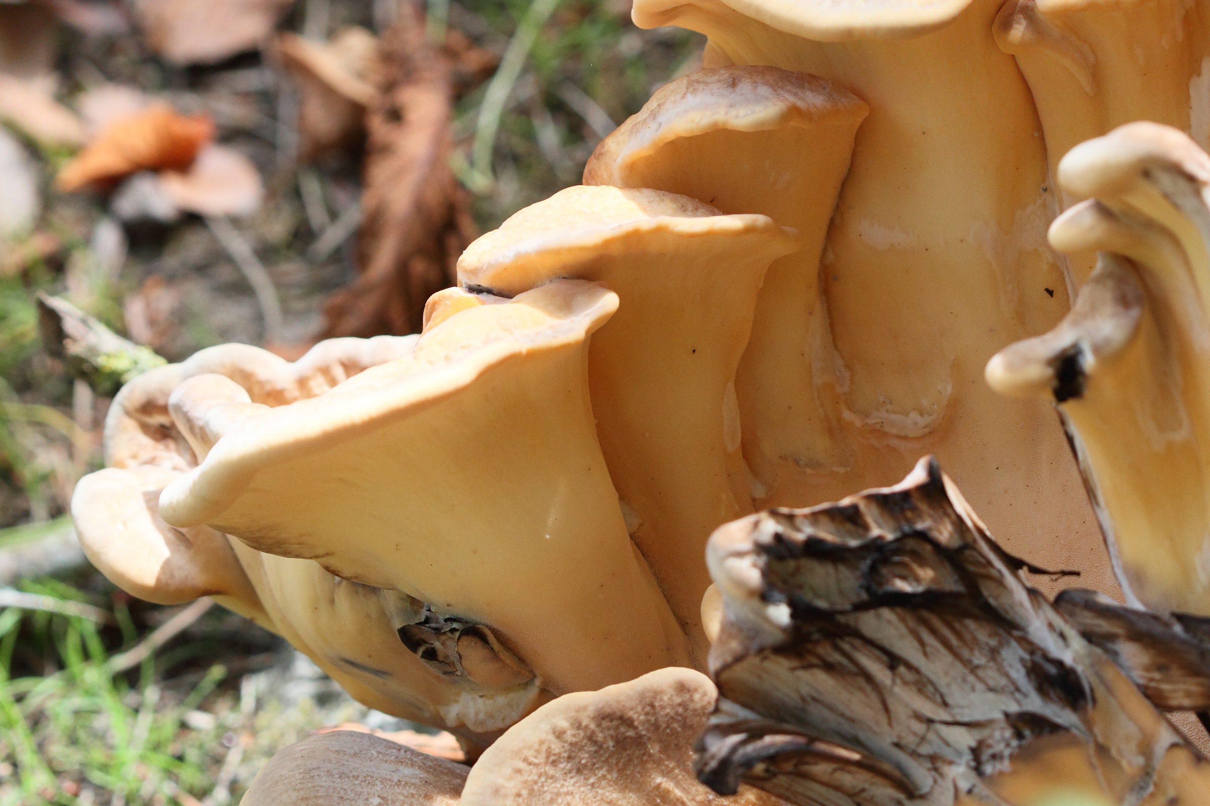 meripilus_giganteus5md