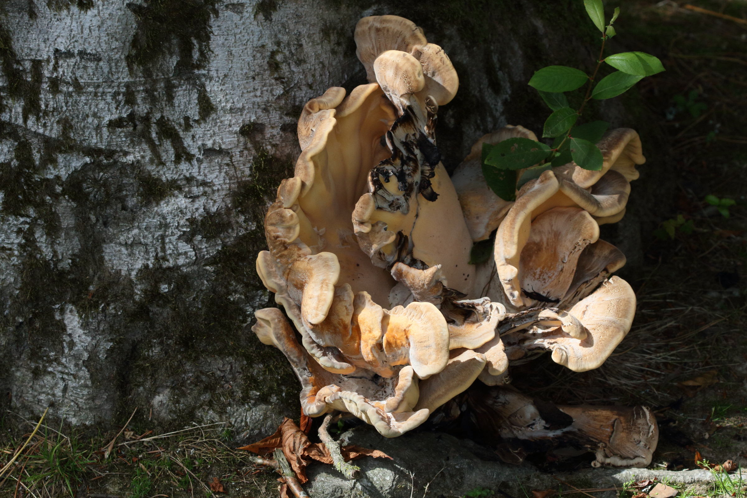 meripilus_giganteus6md