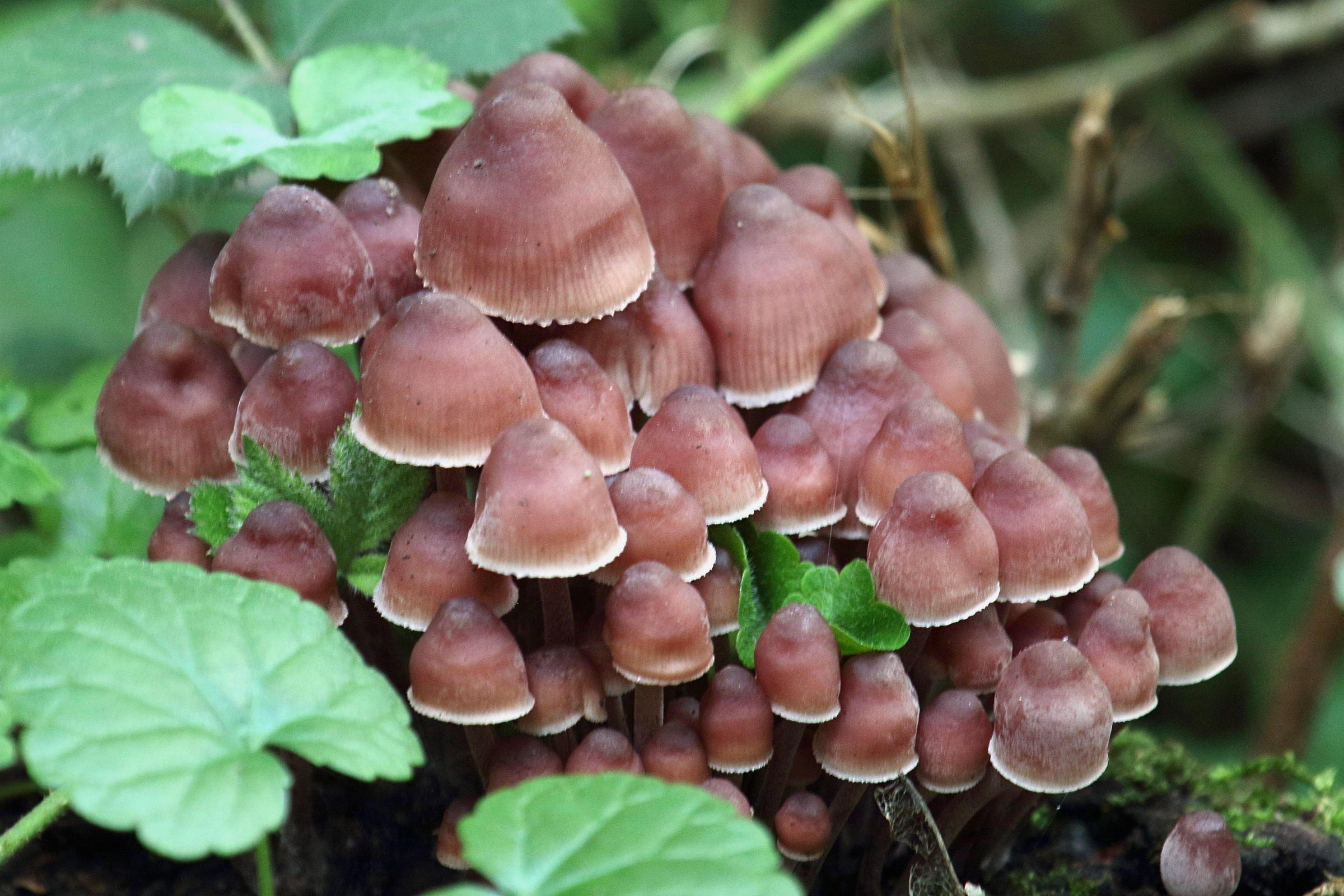 Afficher le média mycena_haematopus3bd mycena_haematopus3bd