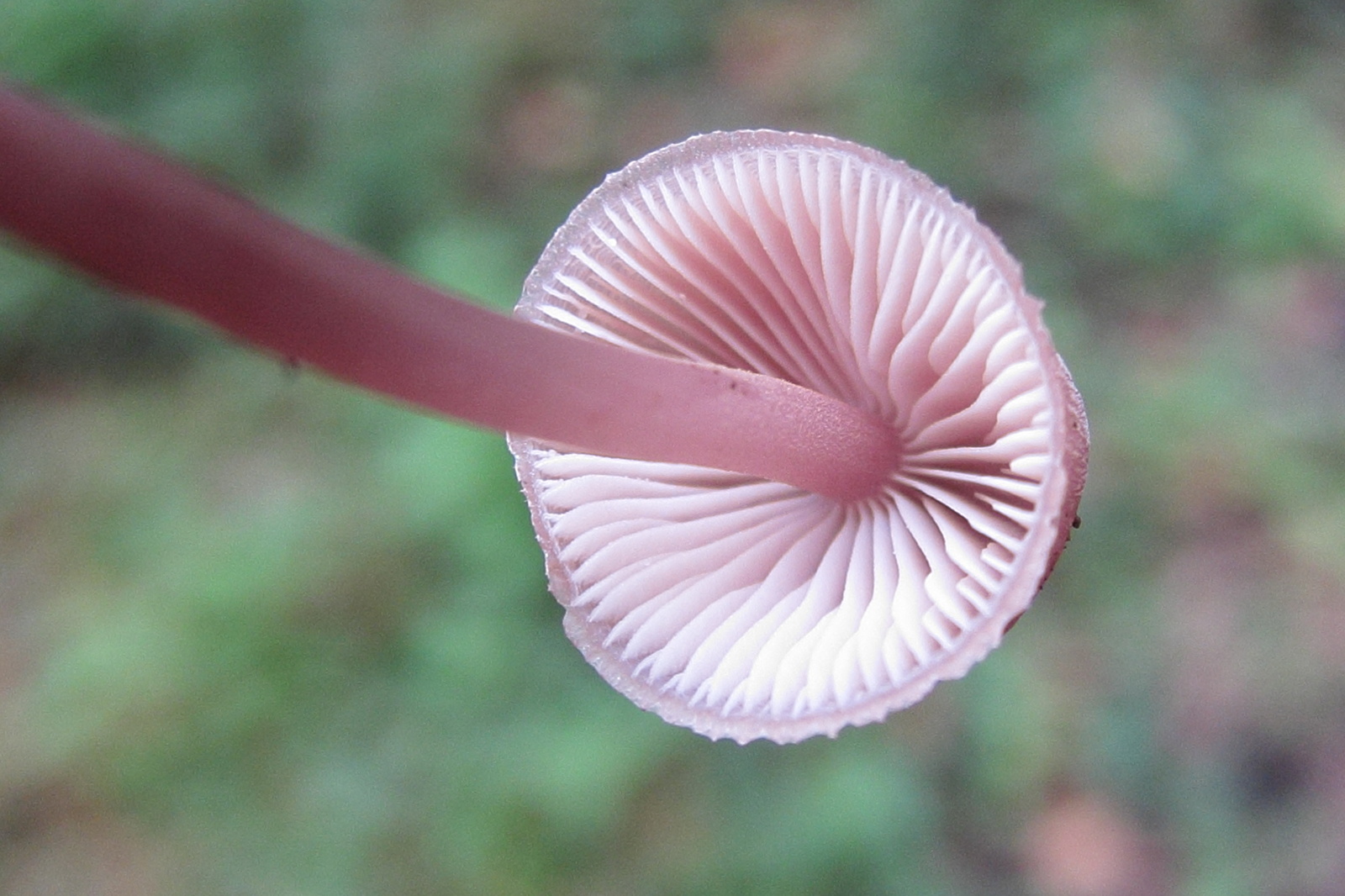 Afficher le média mycena_haematopus4md mycena_haematopus4md