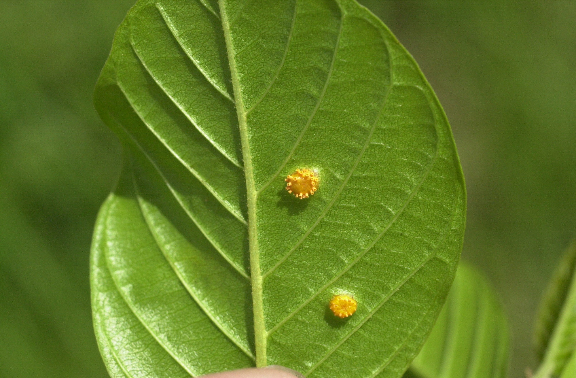 puccinia_coronata1md