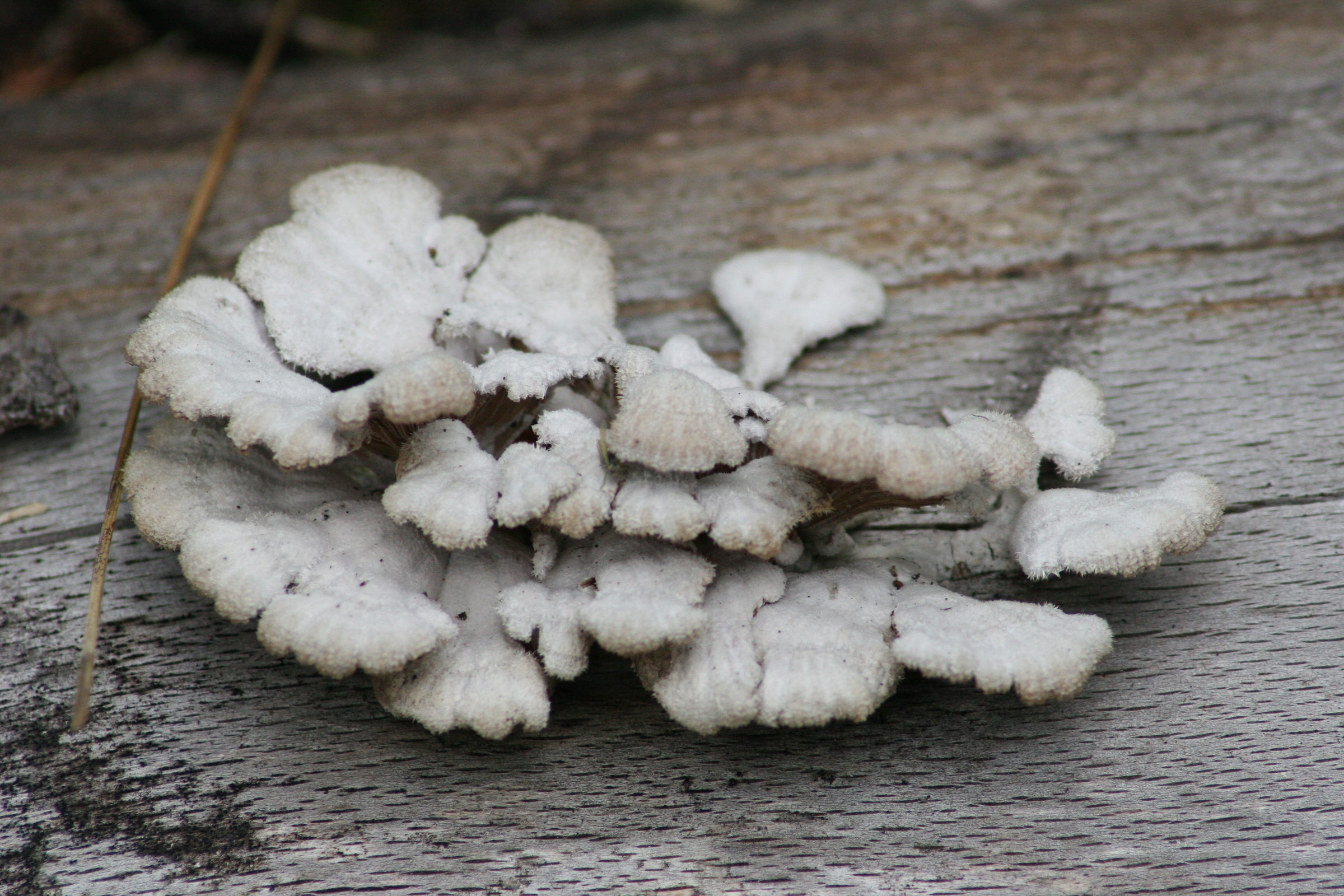 Afficher le média schizophyllum_commune7md schizophyllum_commune7md