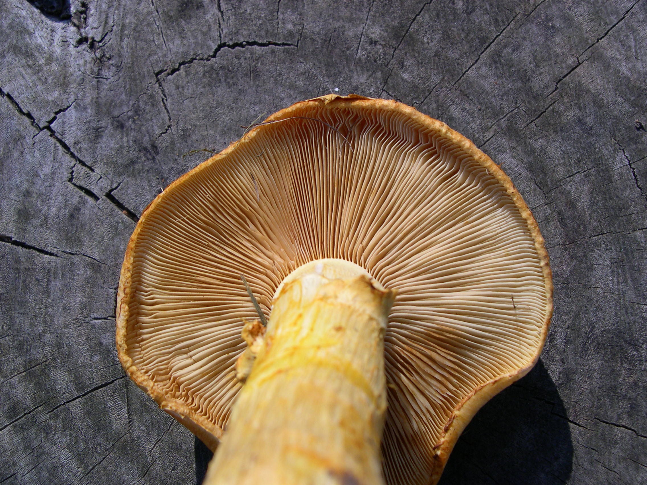 Afficher le média gymnopilus_spectabilis8md gymnopilus_spectabilis8md