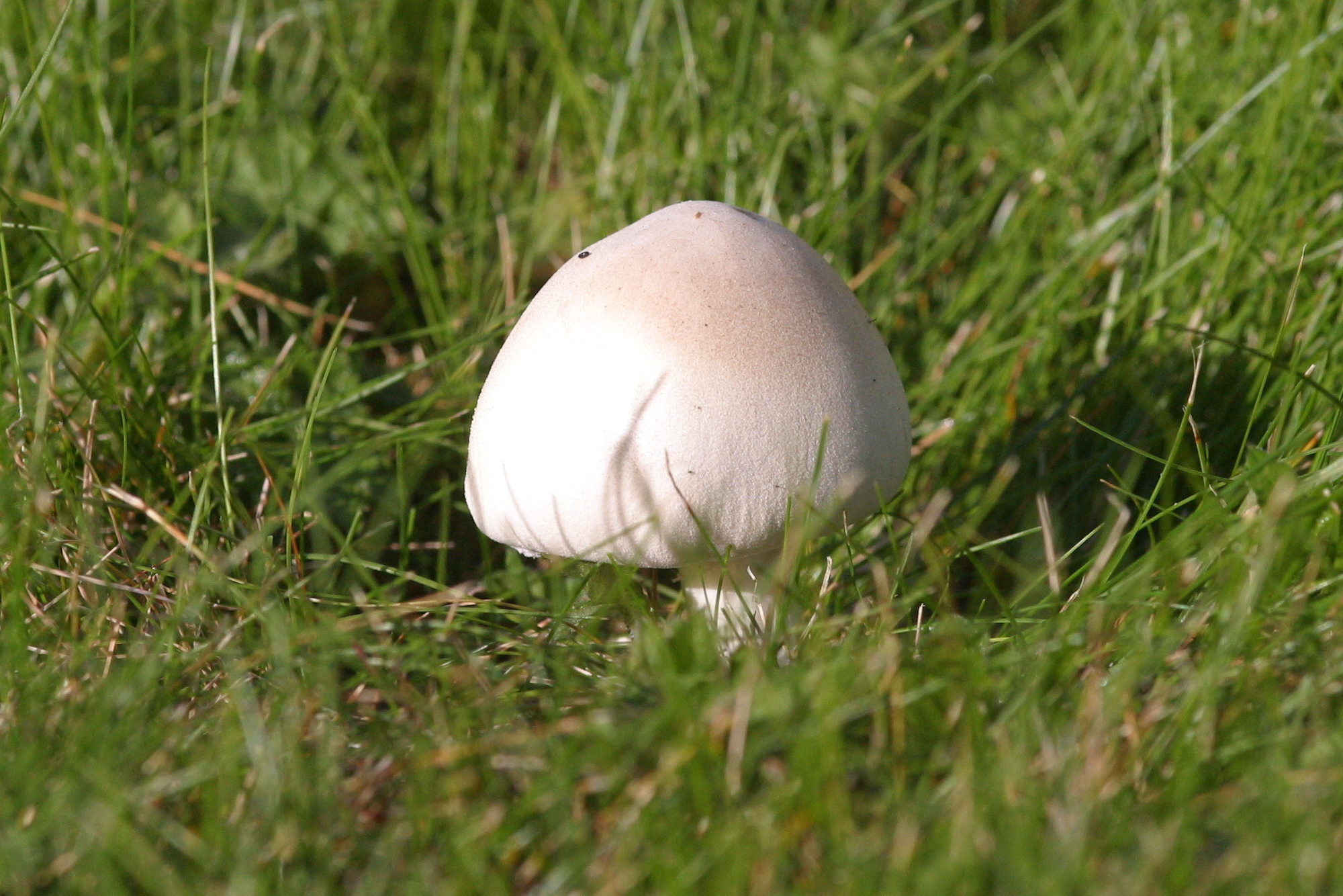 Afficher le média leucoagaricus_leucothites1bd leucoagaricus_leucothites1bd