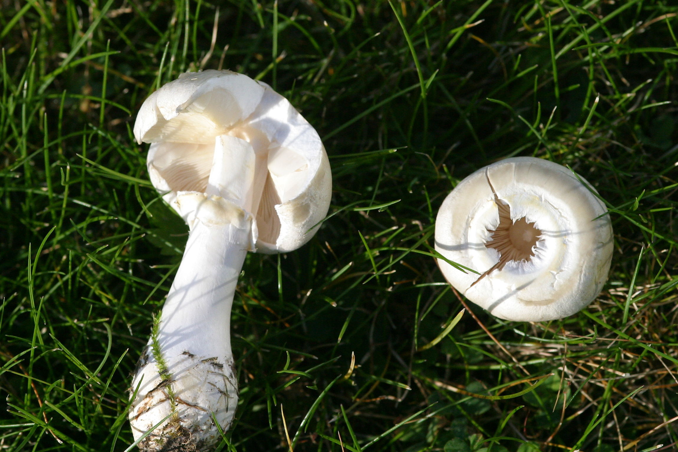 Afficher le média leucoagaricus_leucothites2bd leucoagaricus_leucothites2bd