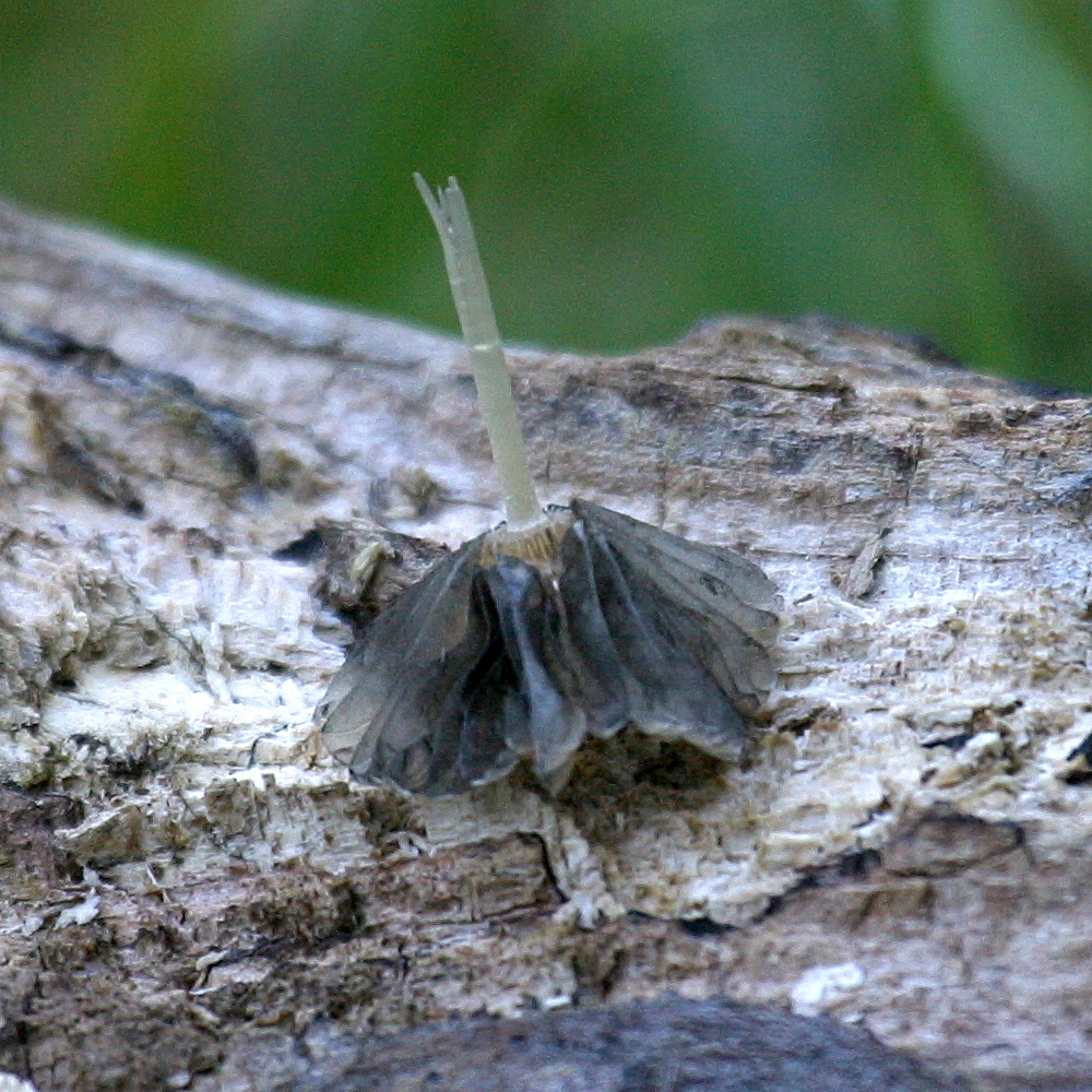 Afficher le média parasola_plicatilis2bd parasola_plicatilis2bd