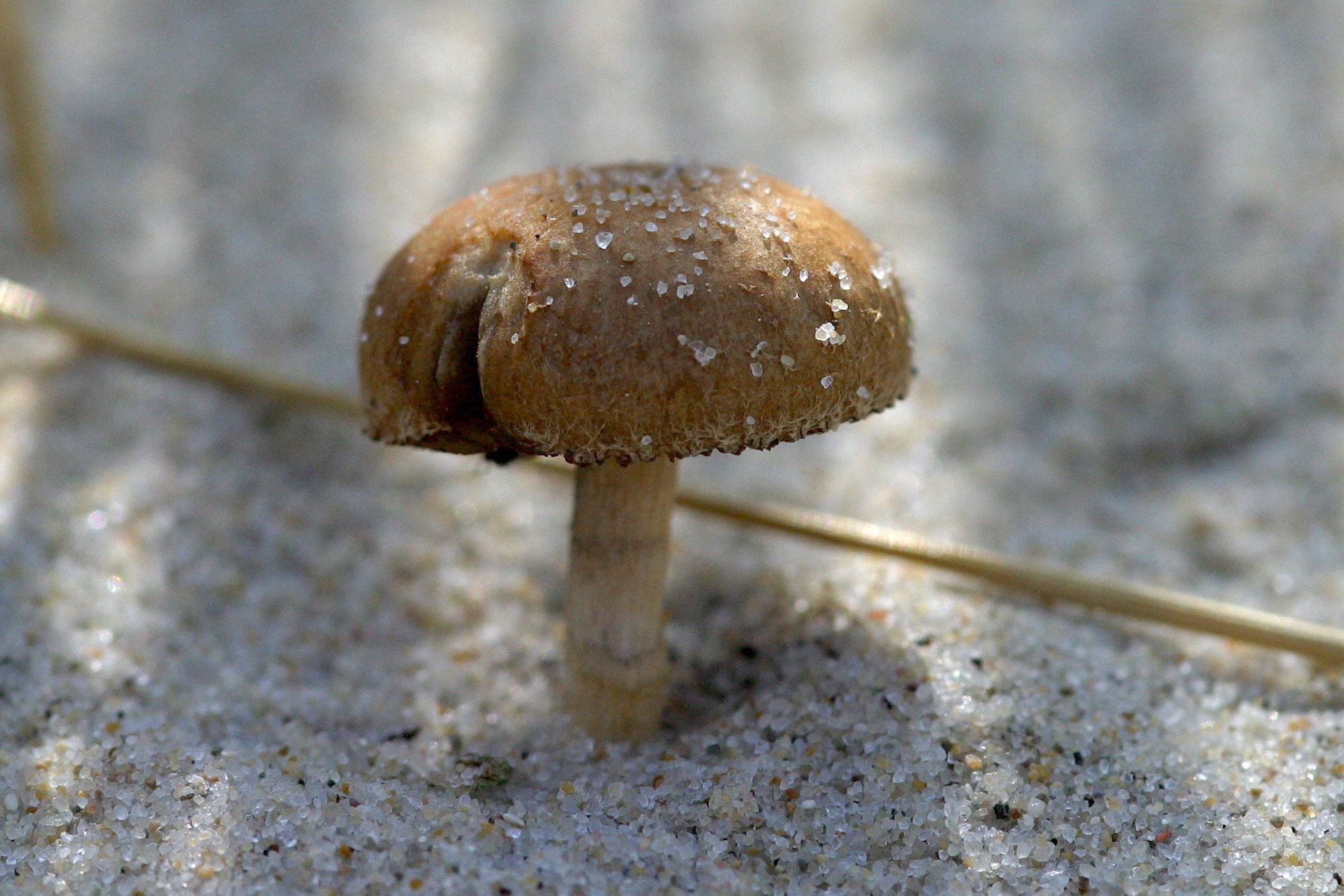 Afficher le média psathyrella_ammophila1bd psathyrella_ammophila1bd