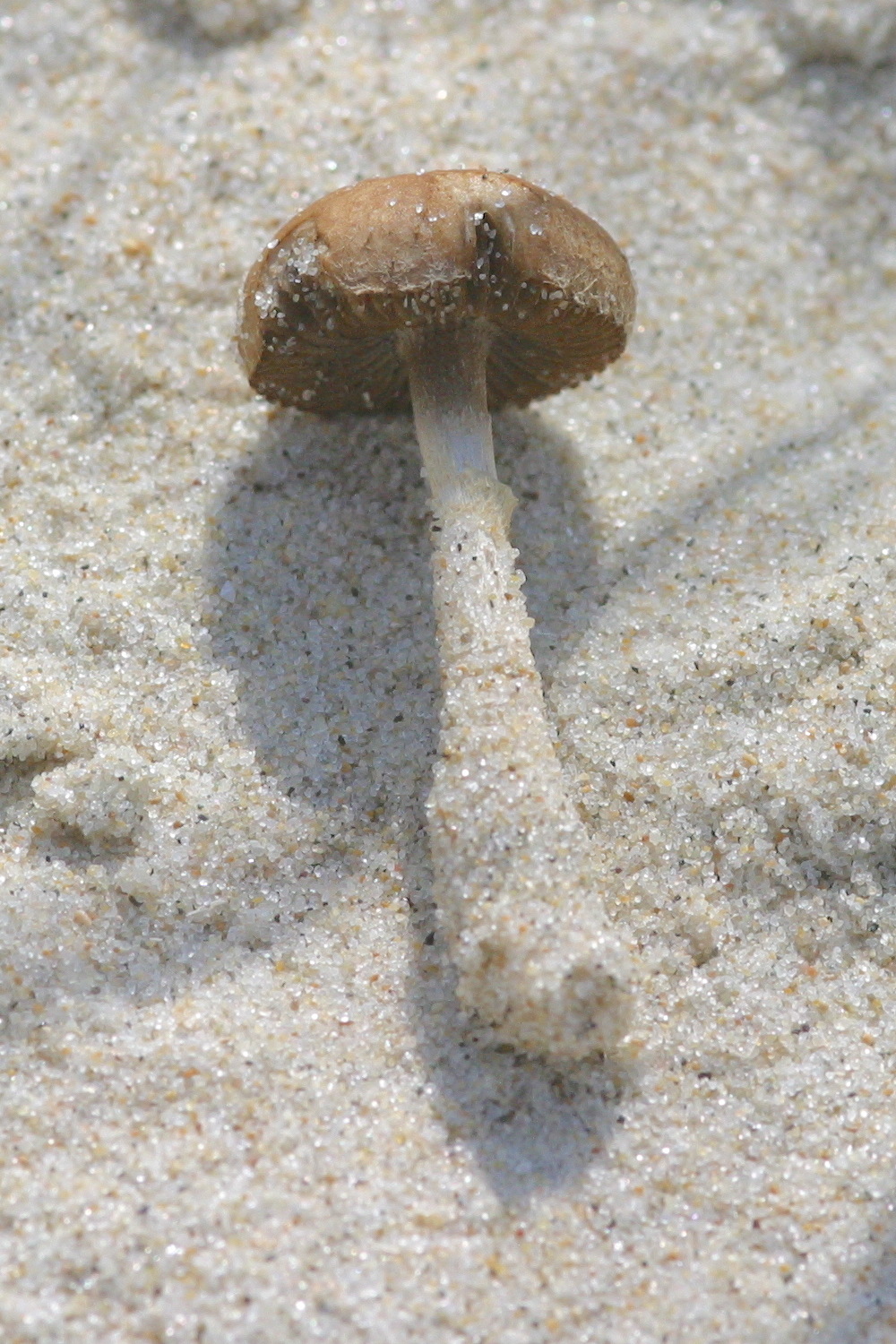 Afficher le média psathyrella_ammophila2bd psathyrella_ammophila2bd