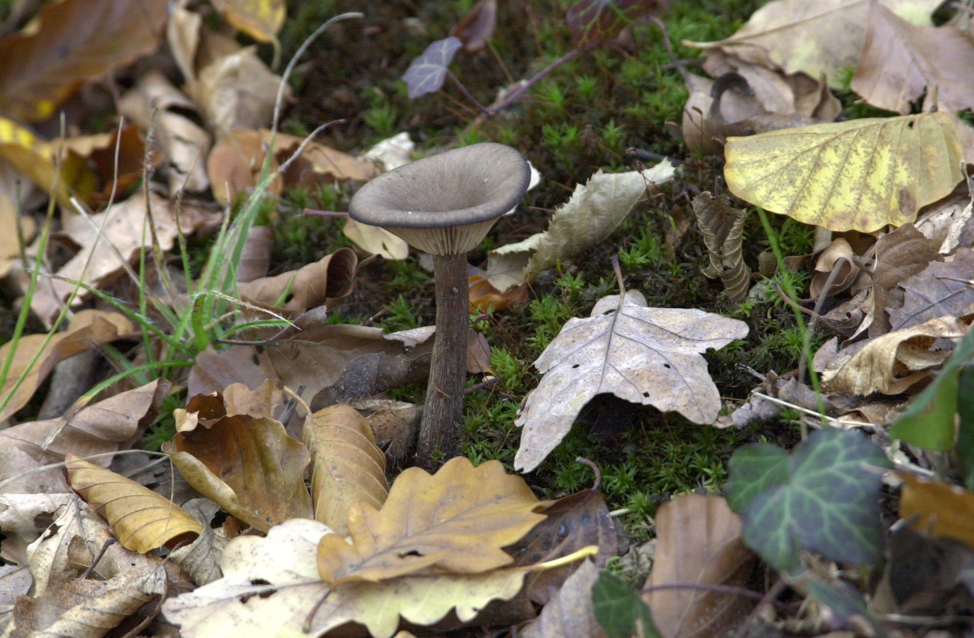 pseudoclitocybe_cyathiformis1md