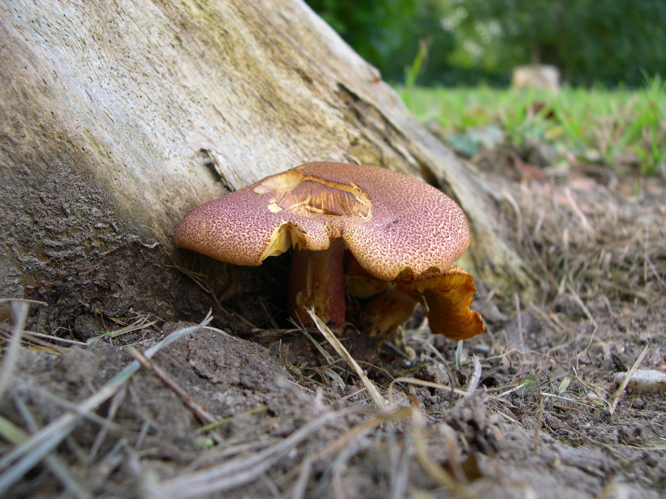 Afficher le média tricholomopsis_rutilans1md tricholomopsis_rutilans1md