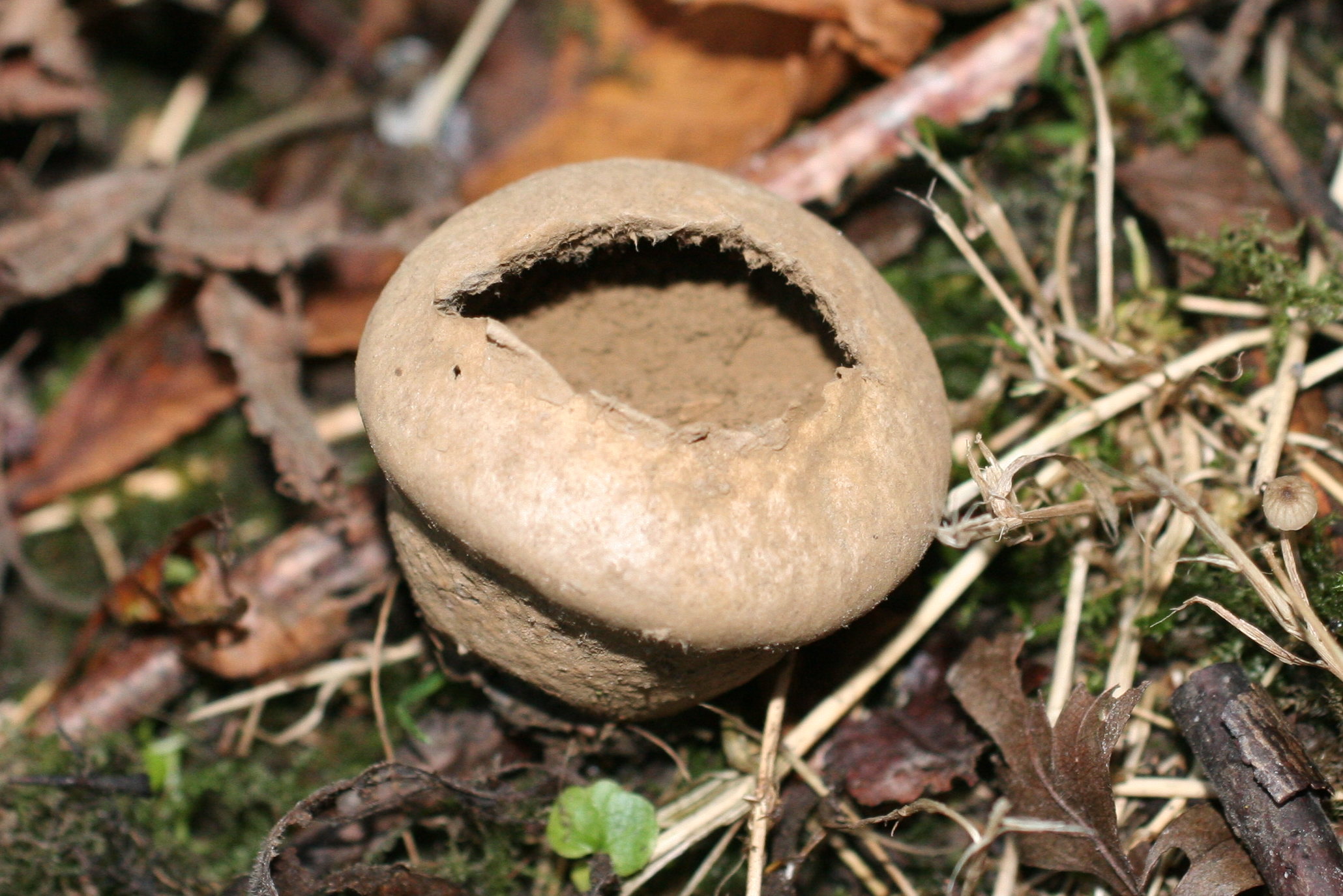 Afficher le média vascellum_pratense2md vascellum_pratense2md