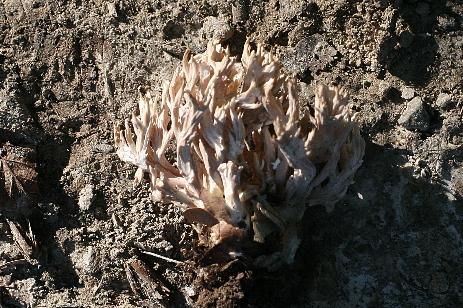 Afficher le média clavulina_cinerea1md clavulina_cinerea1md